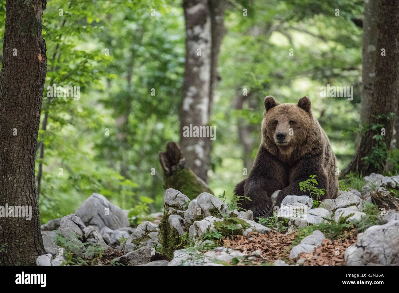 European Brown Bear Alpha Male In Karst Forest, Slovenia Ornament