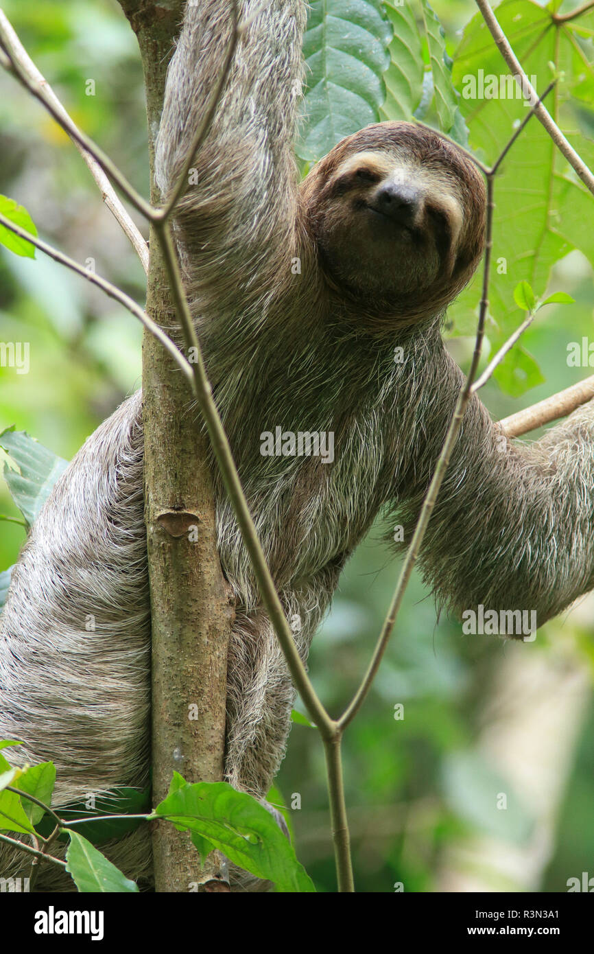 Brown-throated Three-toed Sloth (Bradypus variegatus), Manuel Antonio