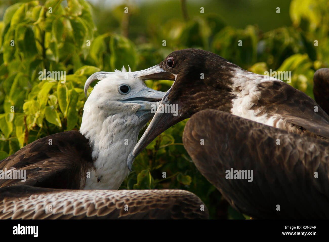 Magnificent Frigatebird (Fregata magnificens) regurgitating food for