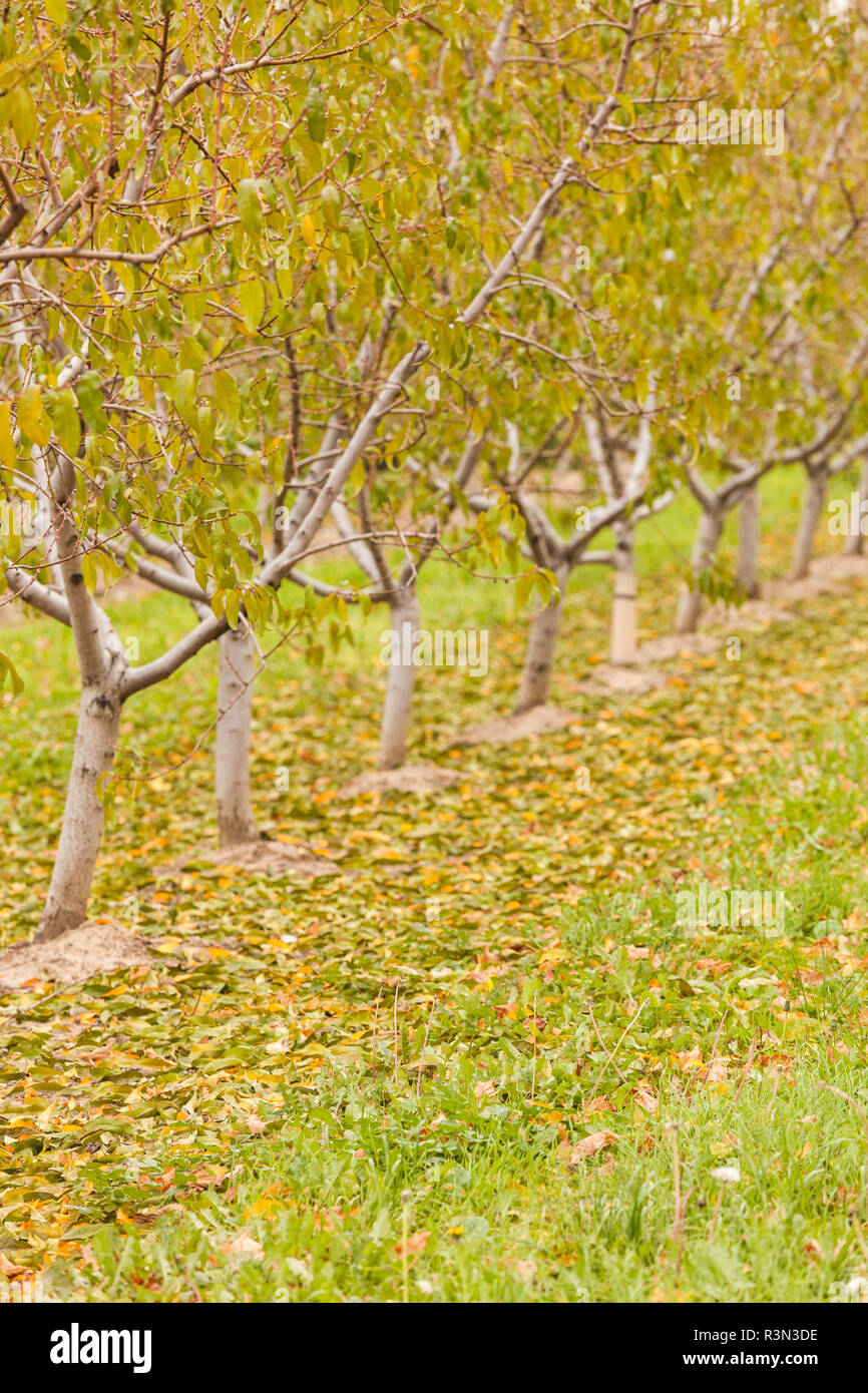 Ontario fruit hires stock photography and images Alamy