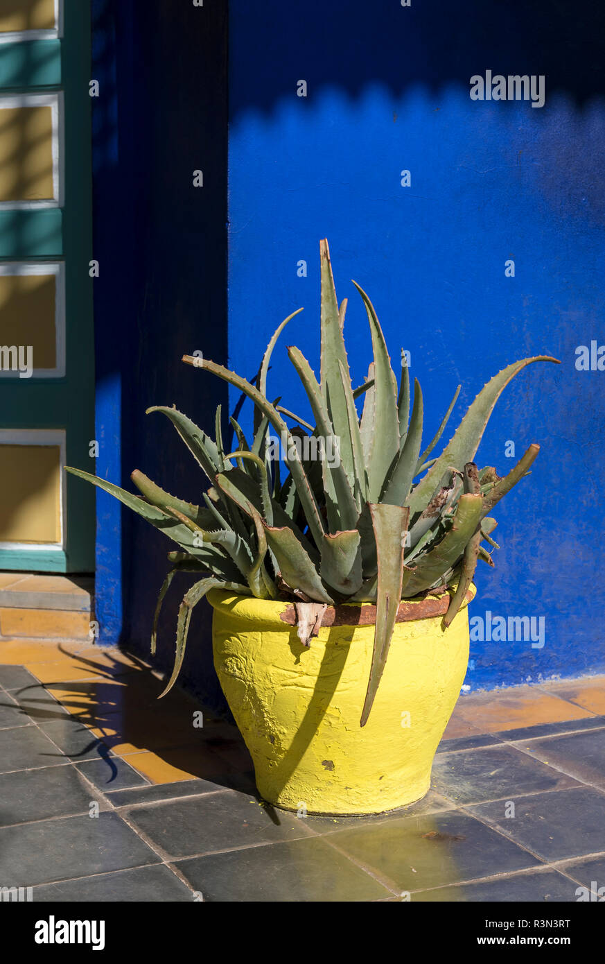 Yellow flower-pot aganinst blue wall, Jardin Majorelle Garden, Marrakech  (Marrakesh), Morocco Stock Photo - Alamy
