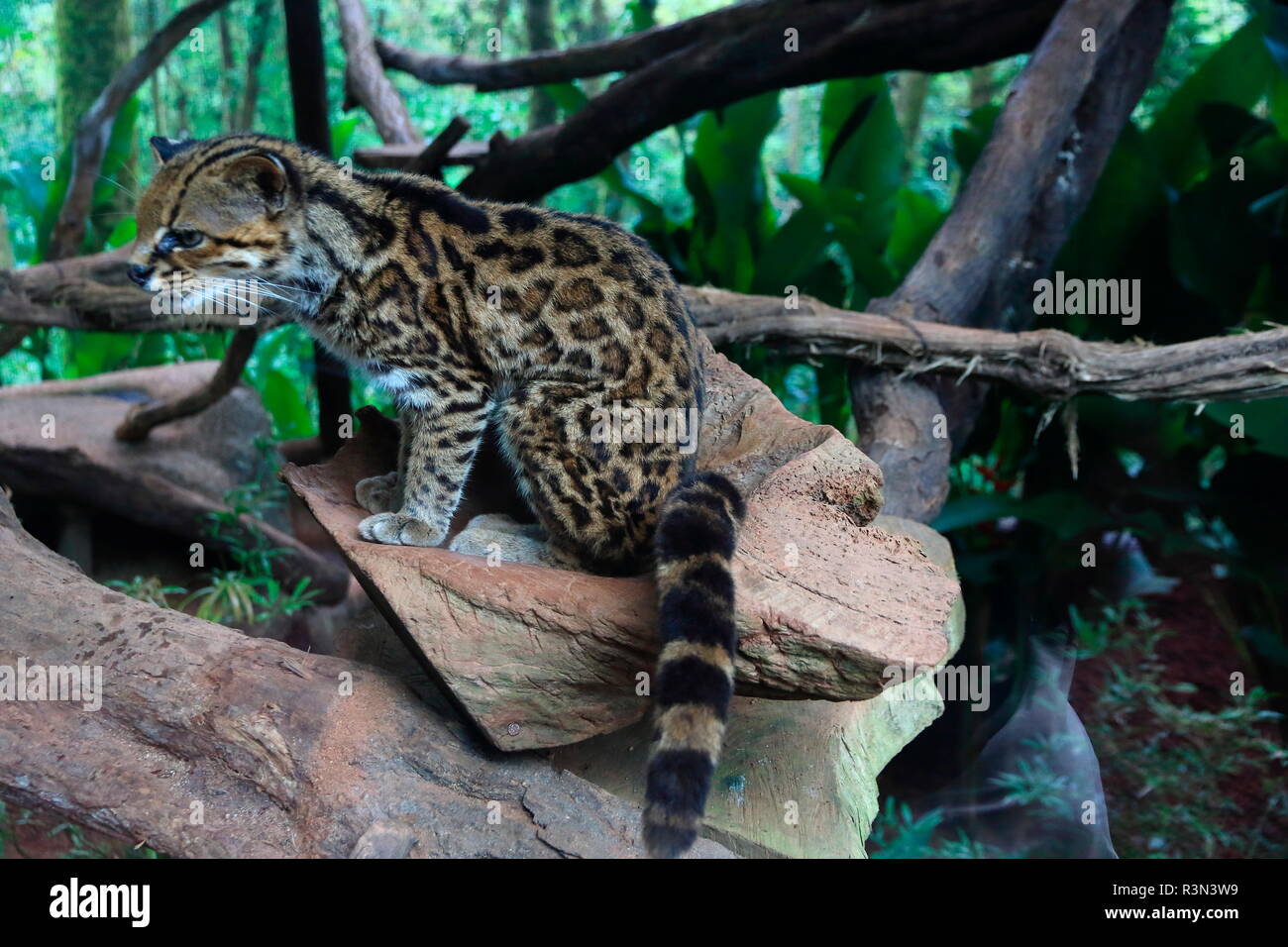 Oncilla (Leopardus tigrinus) on rock, Costa Rica Stock Photo
