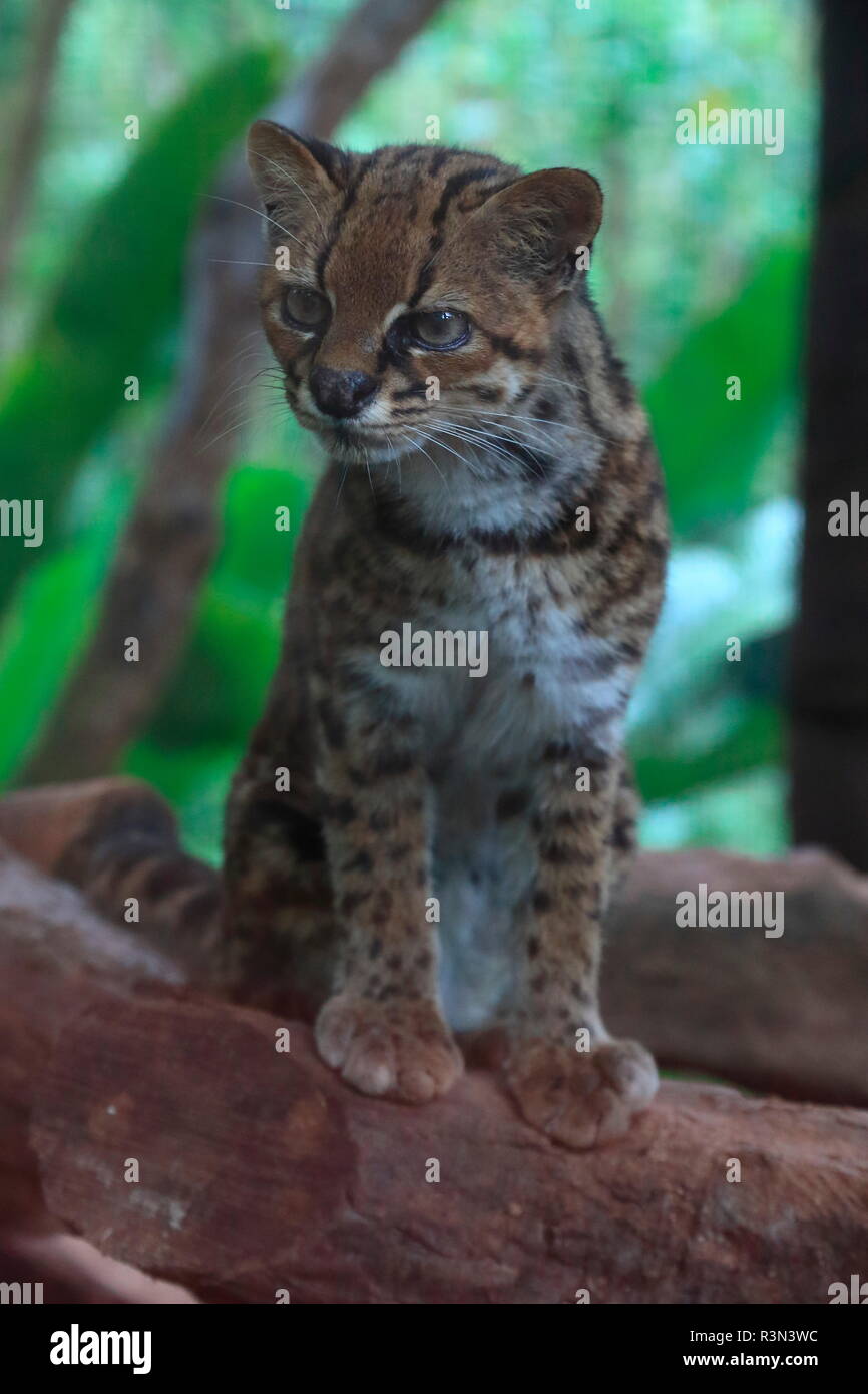 Tigrillos costa rica hires stock photography and images Alamy