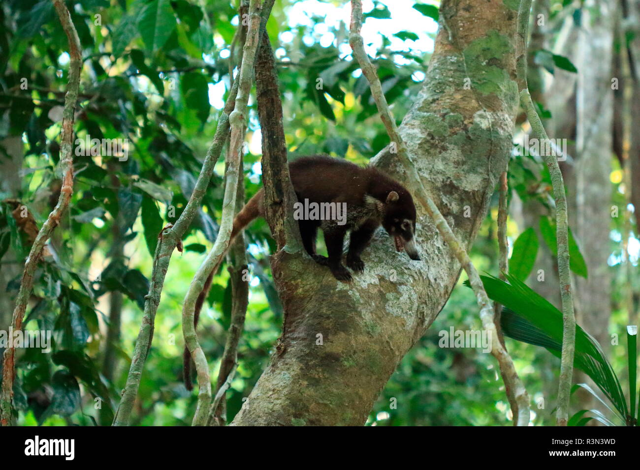 White-nosed Coati (Nasua narica) on a trunk, Costa Rica Stock Photo