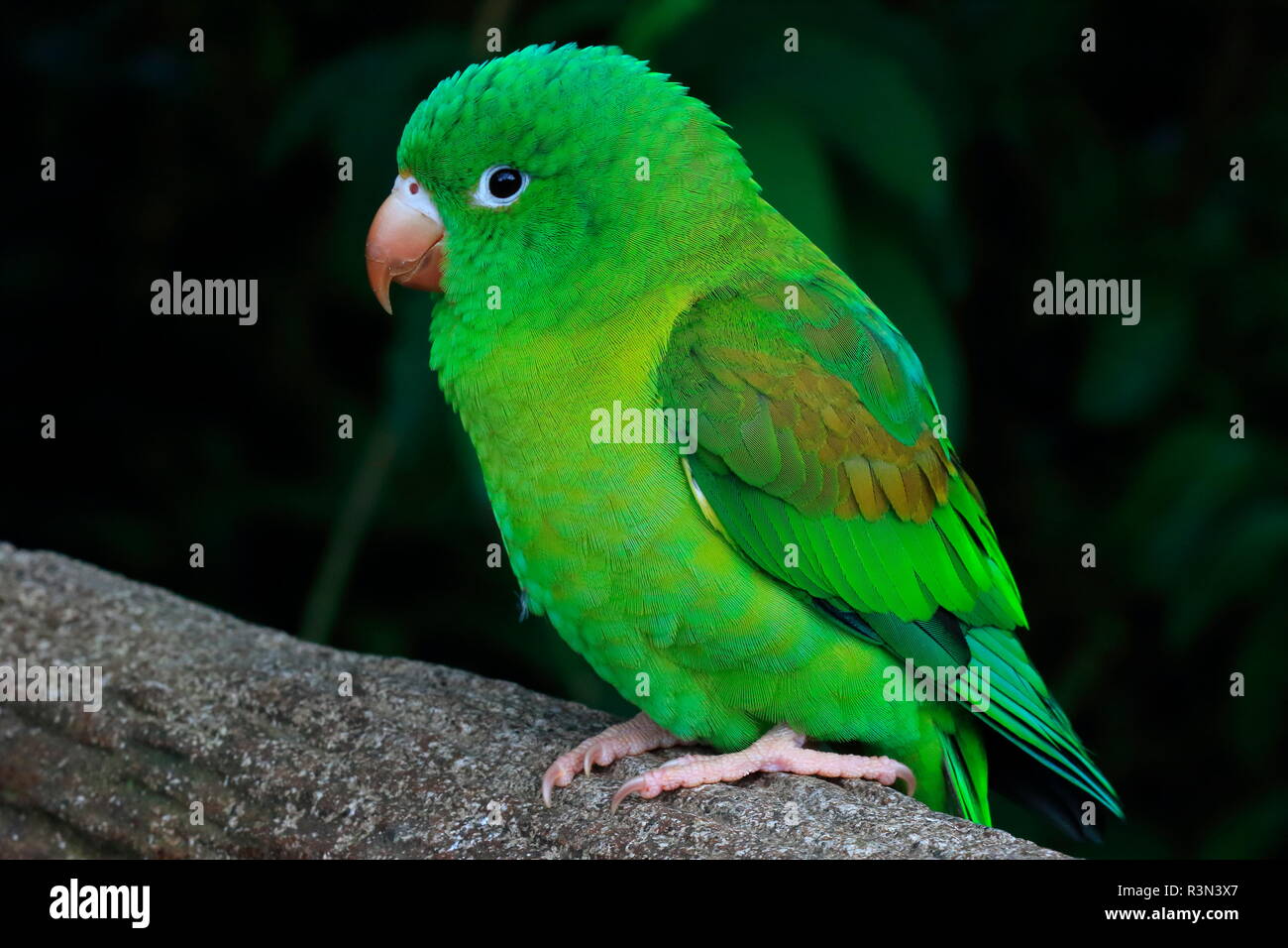 Orange-chinned Parakeet (Brotogeris jugularis), Costa Rica Stock Photo