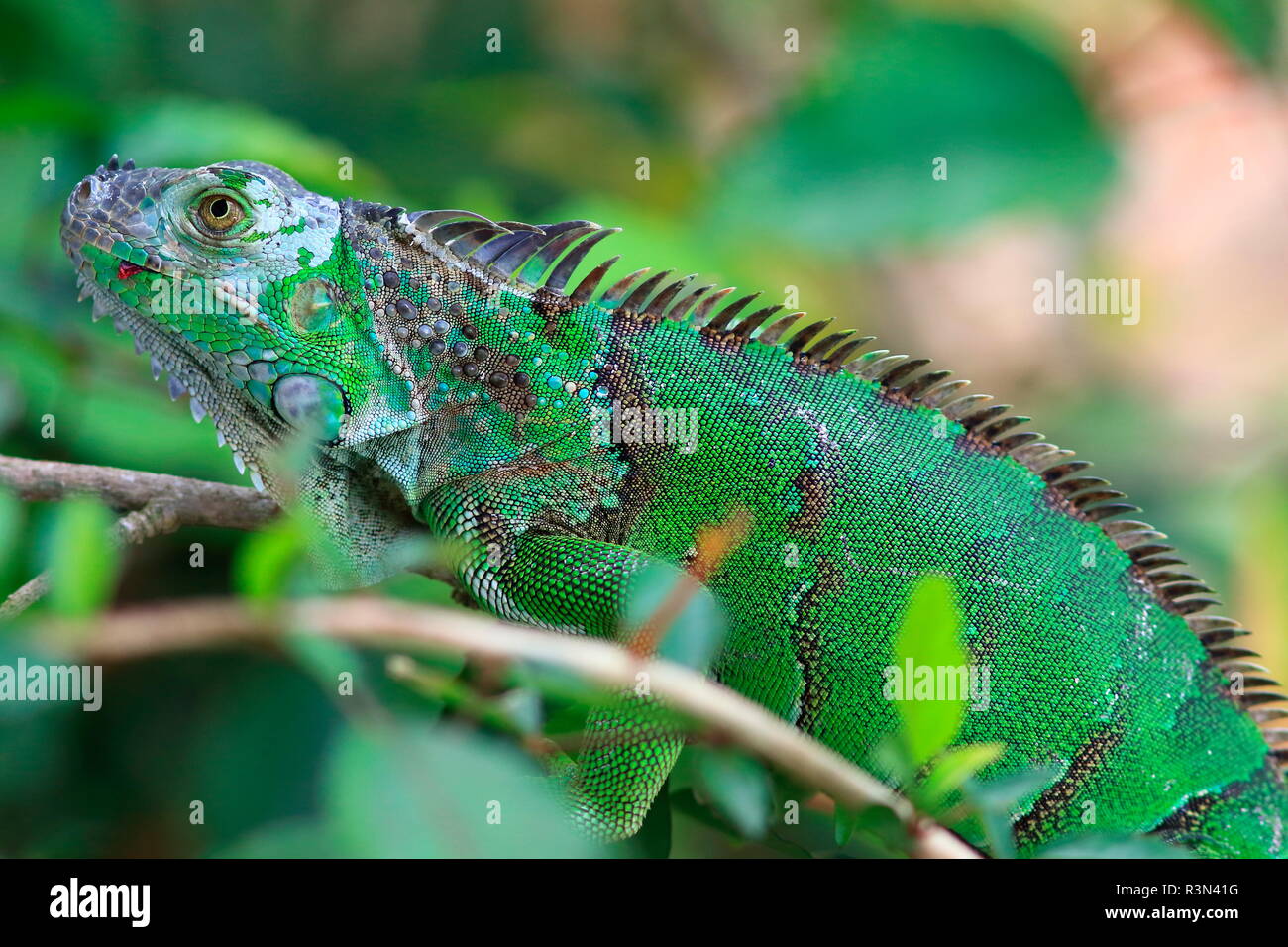 Common green iguana (Iguana iguana), Costa Rica Stock Photo Alamy — free download