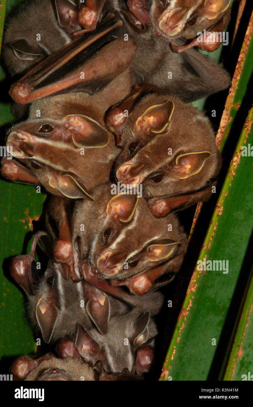 Tentmaking bat (Uroderma bilobatum) group on leaf, Costa Rica Stock