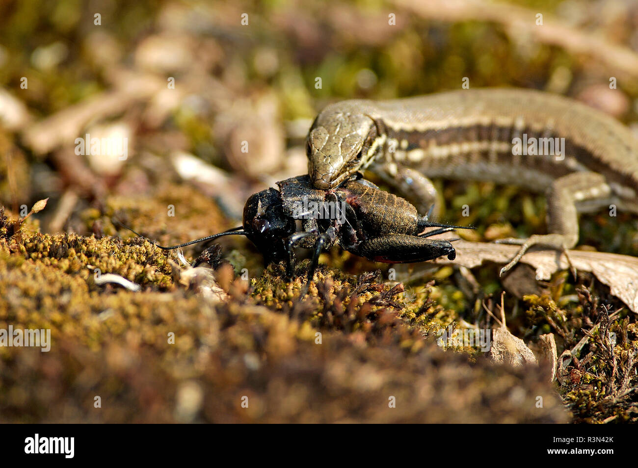 Common wall lizard (Podarcis muralis) eating a female Field cricket