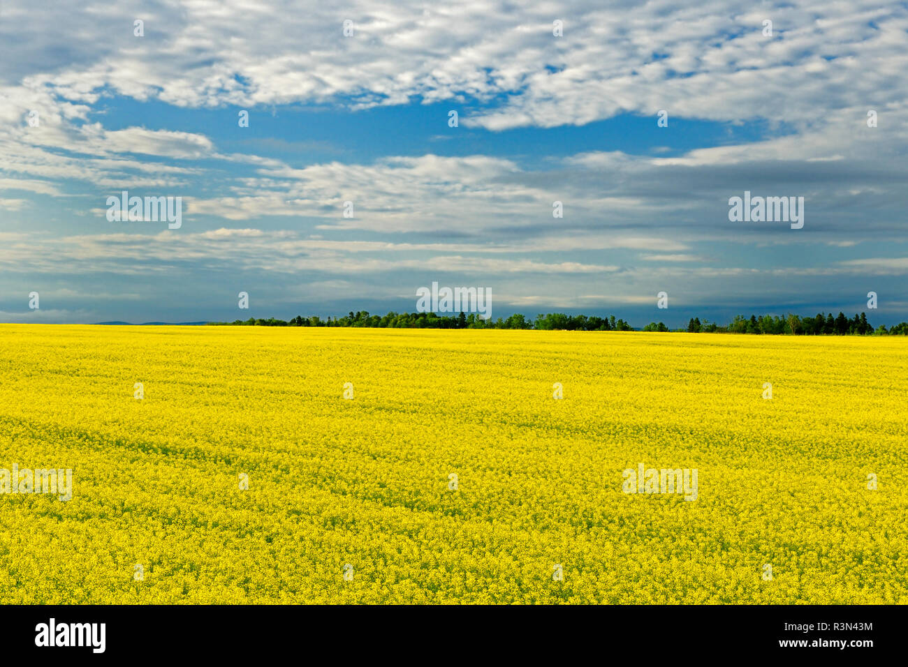 Canada, Quebec, La Dore. Large canola crop on farm. Stock Photo