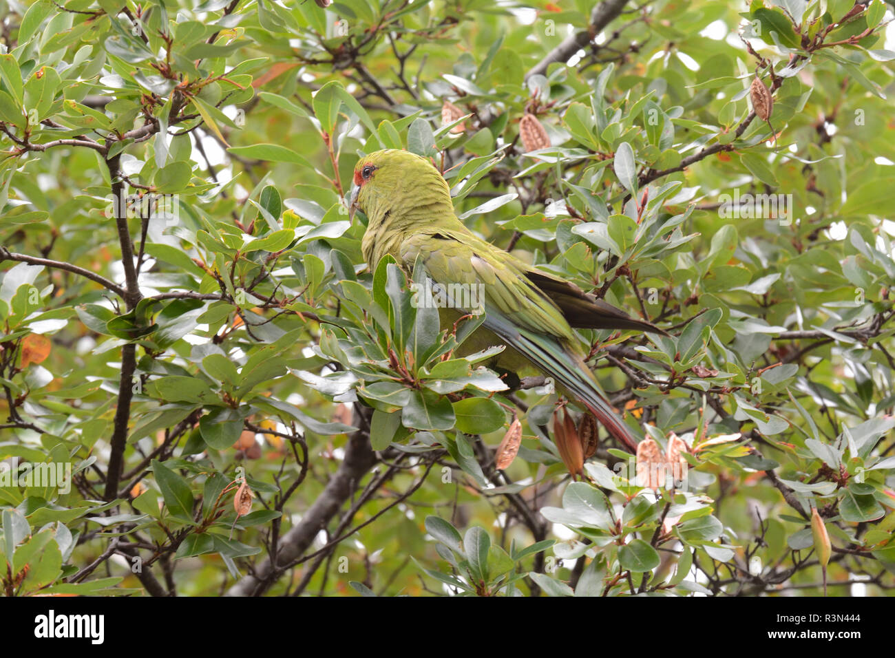 Slender-billed parakeet (Enicognathus leptorhynchus) Psittacidae endemic to Southern Chile and Argentina, Chiloe National Park, Cucao, Chiloe Island, X Lake District, Chile Stock Photo