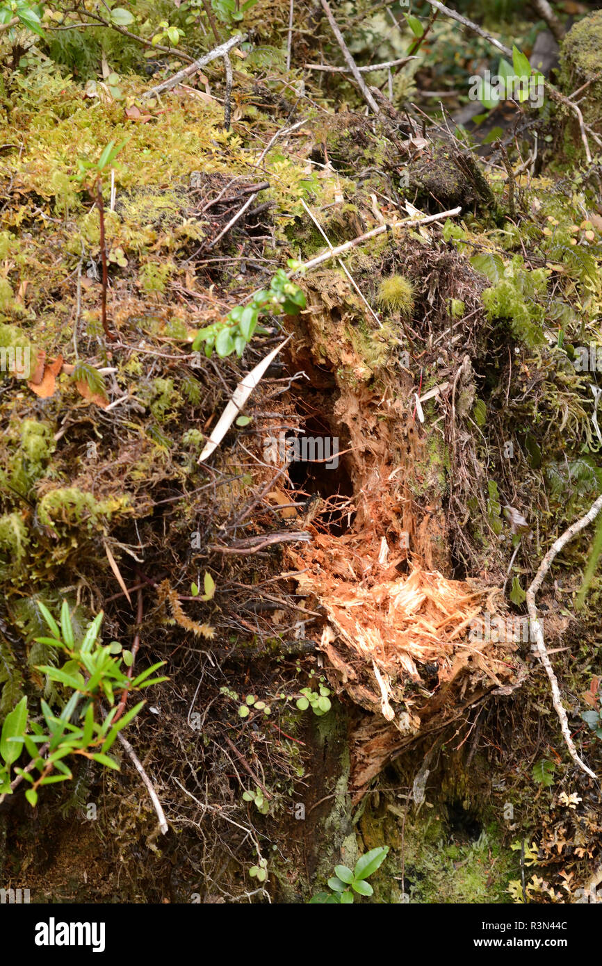 Foraging tracks of Magellanic Woodpecker (Campephilus magellanicus), Southern endemic Picidae of South Latin America, Chiloe National Park, Cucao, Chiloe Island, X Lakes Region, Chile Stock Photo