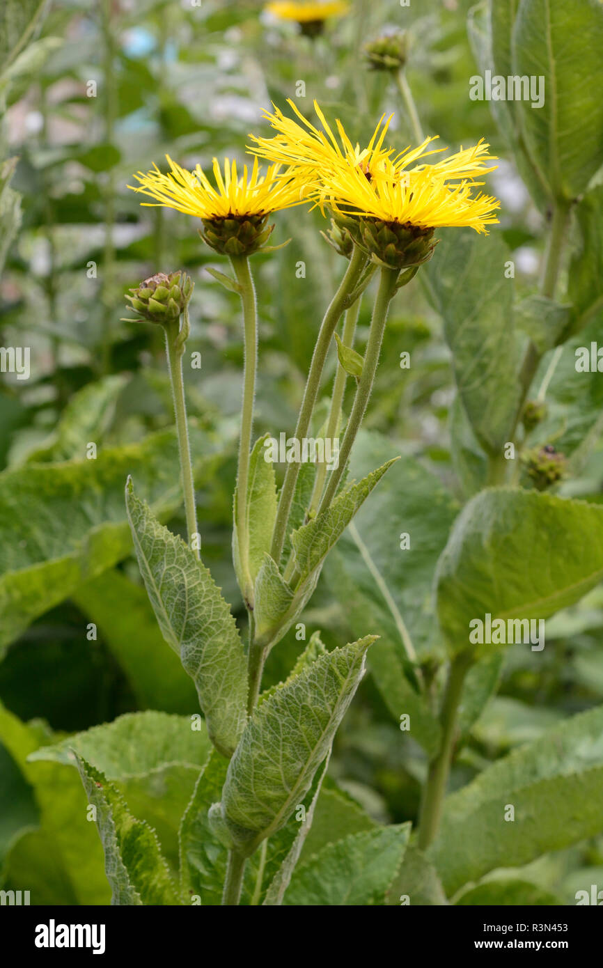 Elecampane (Inula helenium), Asteraceae, aromatic and medicinal plant, Medieval Garden, Orschwiller, Alsace, France Stock Photo