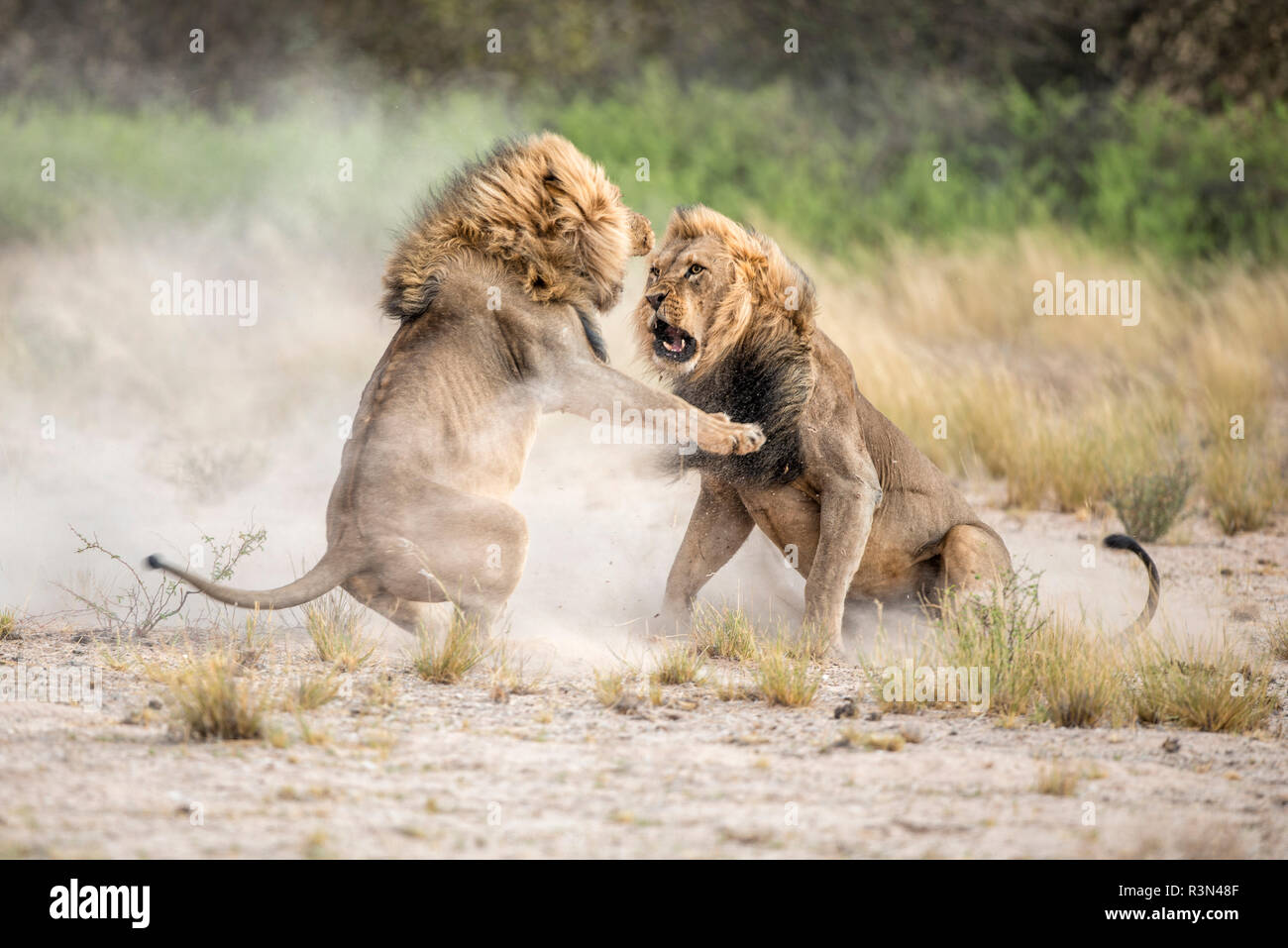Lion (Panthera leo) Kalahari males fighting for a female, Kgalagadi,  Botswana Stock Photo - Alamy