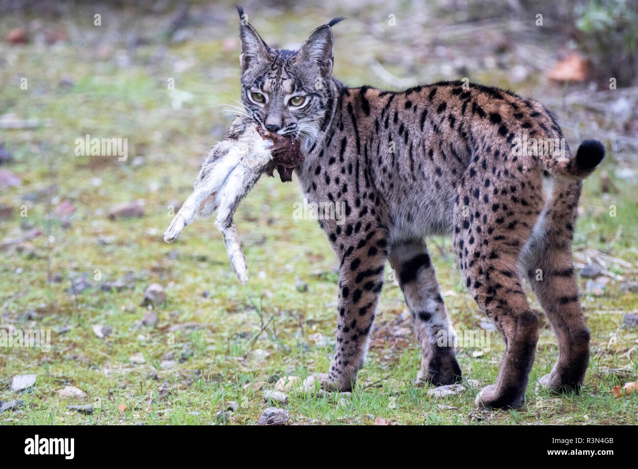 Spanish lynx (Lynx pardinus) with prey, Cordoba, Spain Stock Photo Alamy