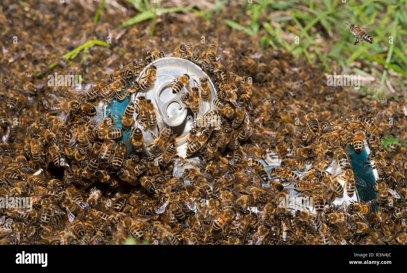Honeybees (Apis mellifera) Swarm in beer cans thrown into the wild, Northern Vosges Regional Nature Park, France Stock Photo