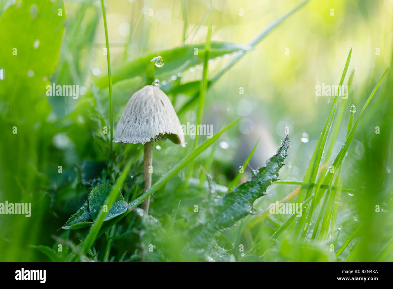 Mottlegill (paneolus sp) Forlet bog, Alsace, France Stock Photo