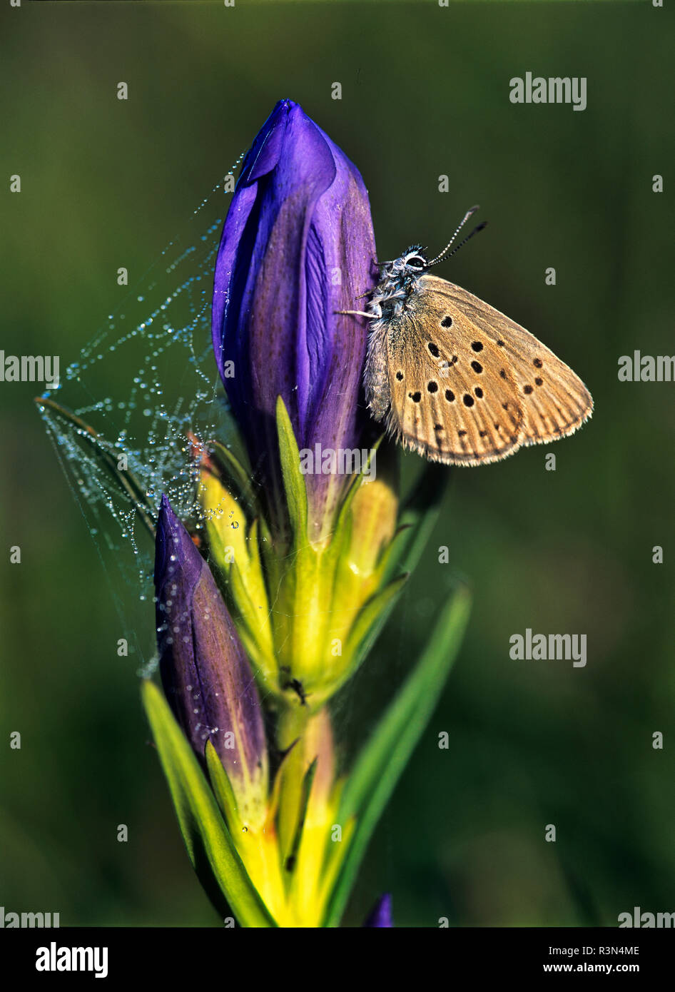 Alcon Blue (Maculinea alcon) on Marsh Gentian (Gentiana pneumonanthe), Regional Natural Park of Northern Vosges, France Stock Photo