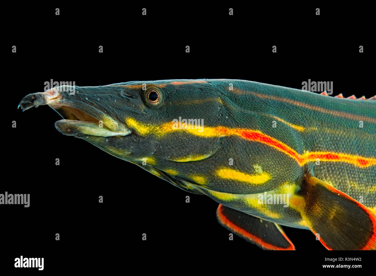 Portrait of Fire eel (Mastacembelus erythrotaenia) Stock Photo
