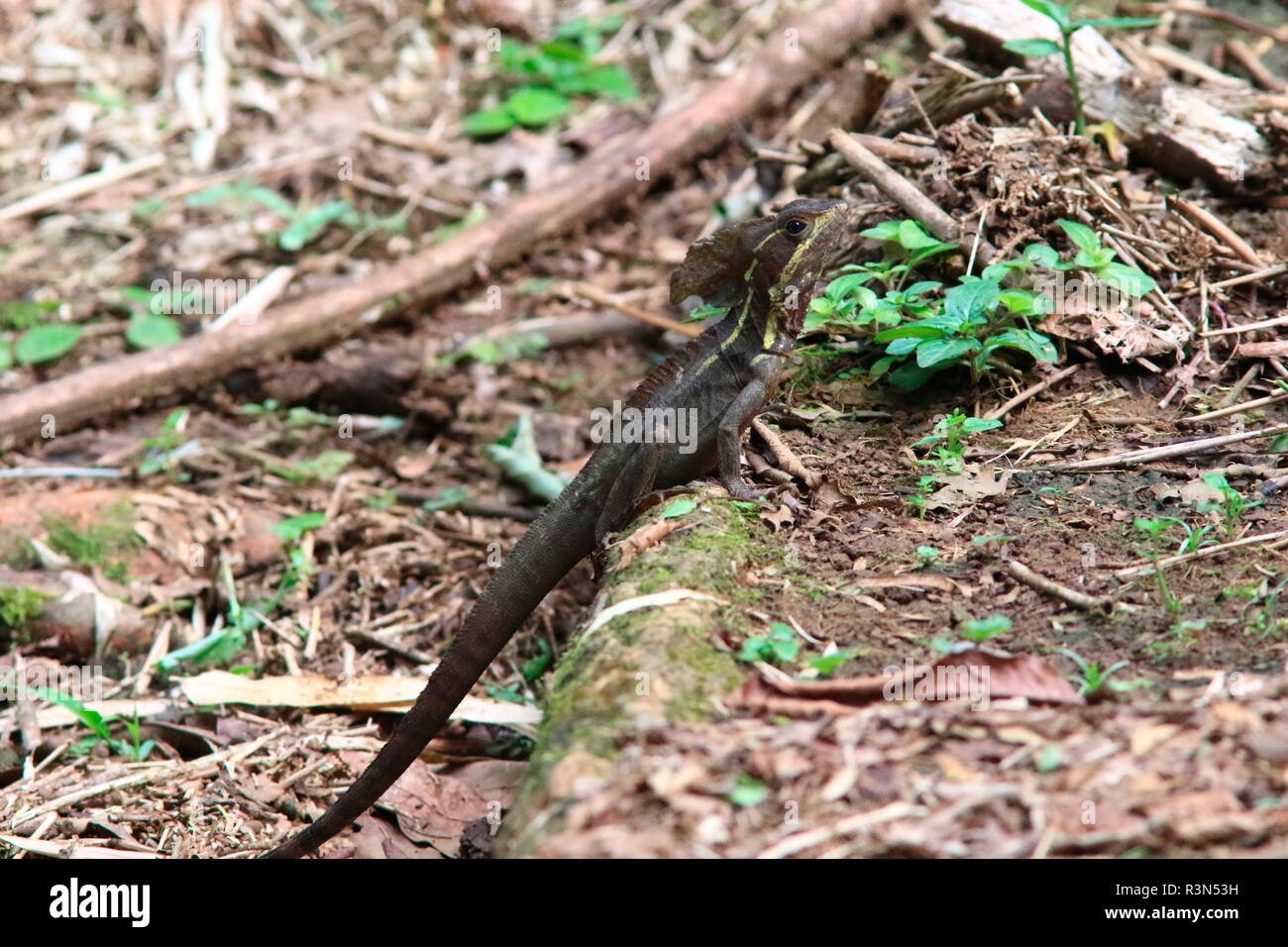 Brown Basilisk (Basiliscus vittatus), Costa Rica Stock Photo