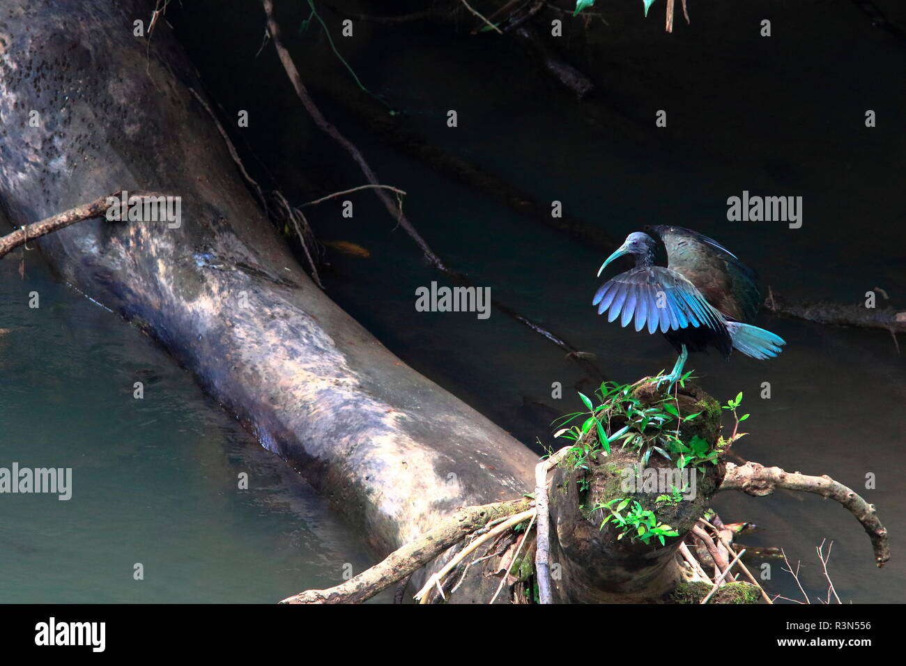 Green Ibis (Mesembrinibis cayennensis) on a trunk, Costa Rica Stock Photo