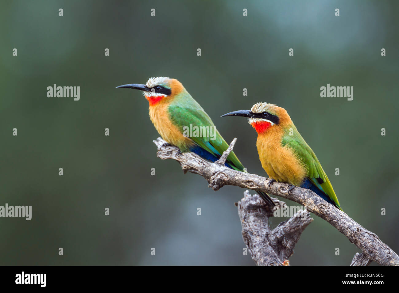 White fronted Bee eater (Merops bullockoides) in Mapungubwe National park, South Africa. Stock Photo