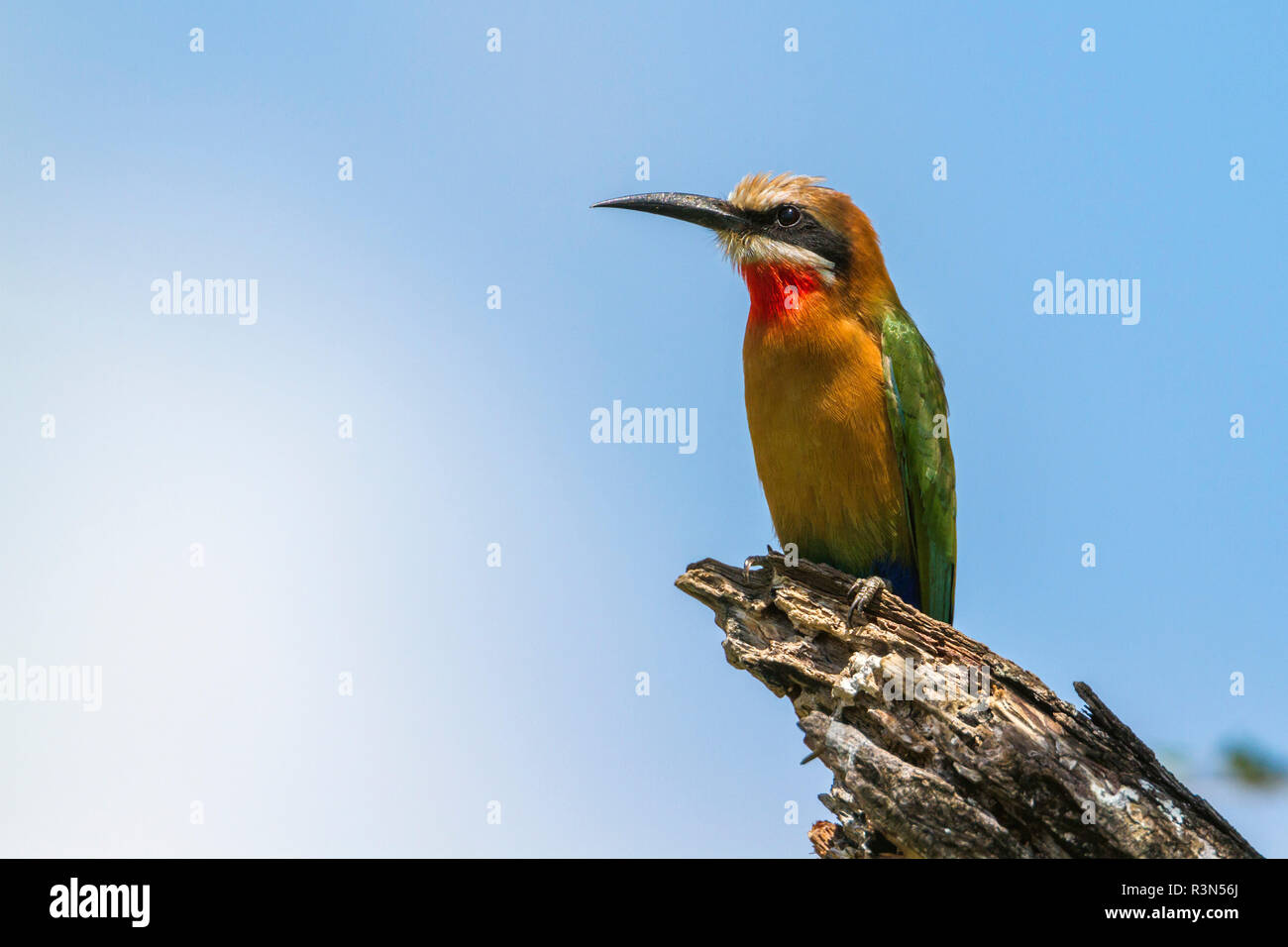 White fronted Bee eater (Merops bullockoides) in Kruger National park, South Africa. Stock Photo