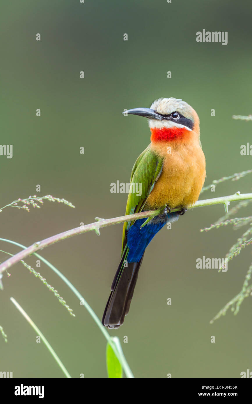 White fronted Bee eater (Merops bullockoides in Kruger National park, South Africa. Stock Photo