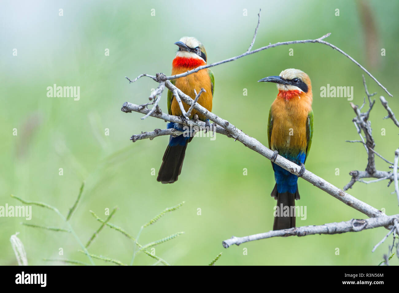 White fronted Bee eater (Merops bullockoides in Kruger National park, South Africa. Stock Photo