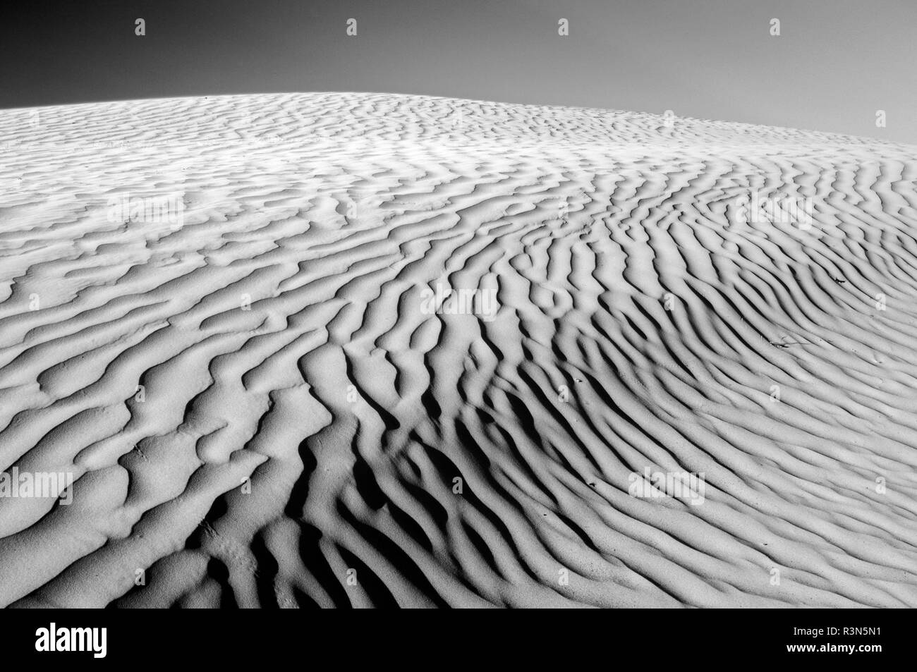 Great dune Black and White Stock Photos Images Alamy Great dune Black and White Stock Photos Images Alamy