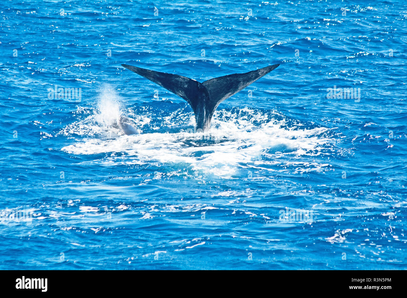 Dominica, Windward Island, Caribbean, West Indies, Sperm Whale, Physeter Macrocephalus, Tail Fluke, Stock Photo