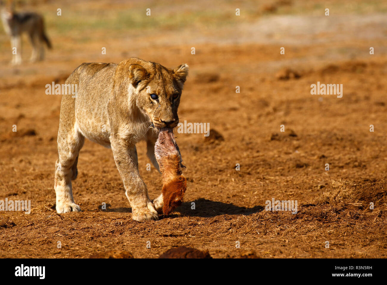 Sociable animals hi-res stock photography and images - Alamy