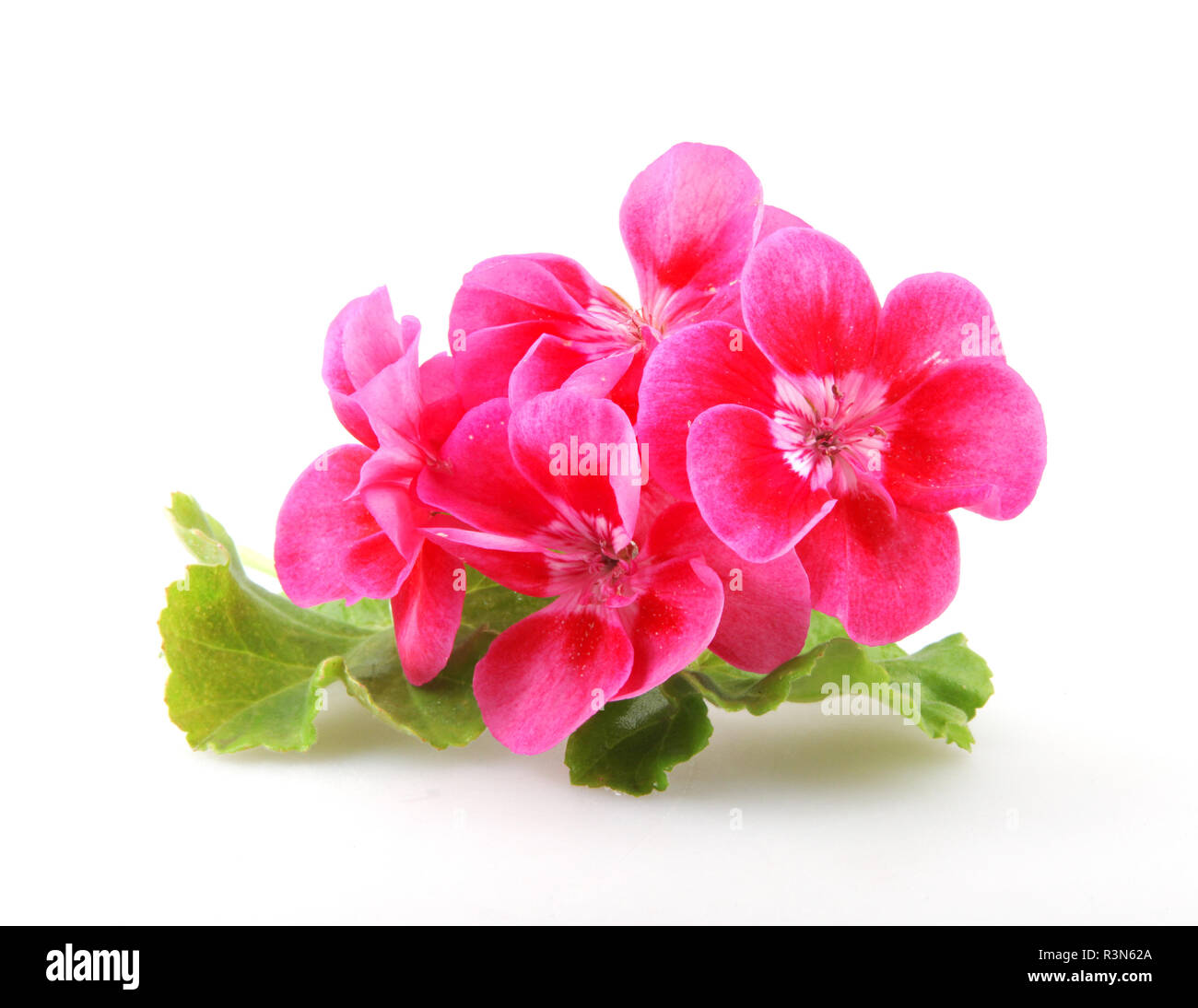 Geranium Pelargonium Flowers Isolated On White Background Stock Photo ...