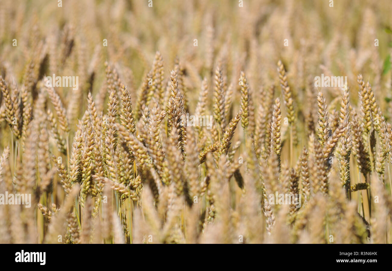 noise in the cornfield Stock Photo Alamy