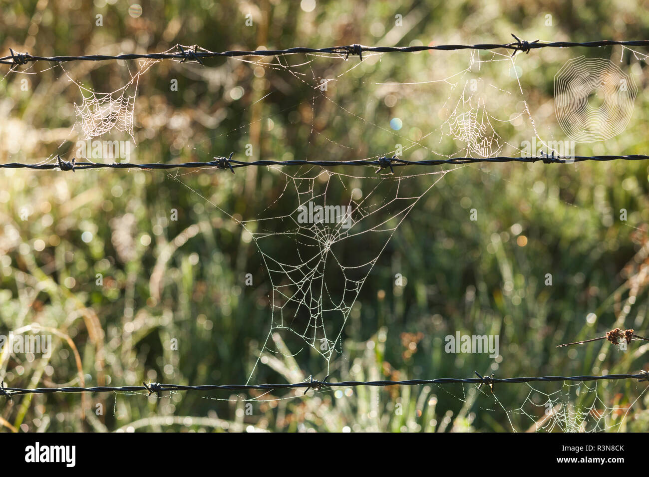 New Zealand, South Island, West Coast, Fox Glacier Village, Lake Matheson, barbed wire and cobweb, dawn Stock Photo