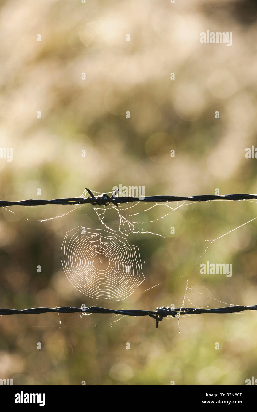 New Zealand, South Island, West Coast, Fox Glacier Village, Lake Matheson, barbed wire and cobweb, dawn Stock Photo