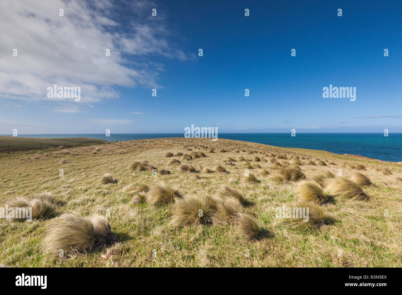New Zealand, South Island, Southland, The Catlins, Slope Point, Southern-most point of the South Island of New Zealand, tussock landscape Stock Photo