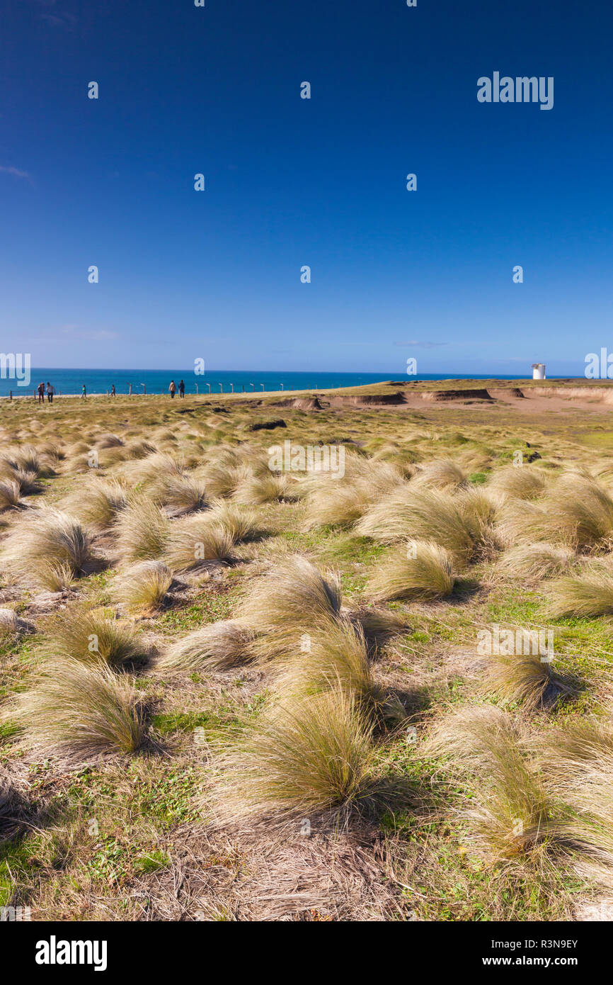 New Zealand, South Island, Southland, The Catlins, Slope Point, Southern-most point of the South Island of New Zealand, tussock landscape Stock Photo