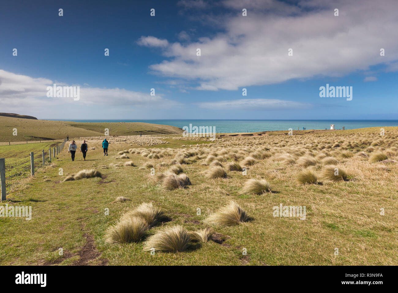 New Zealand, South Island, Southland, The Catlins, Slope Point, Southern-most point of the South Island of New Zealand, tussock landscape Stock Photo