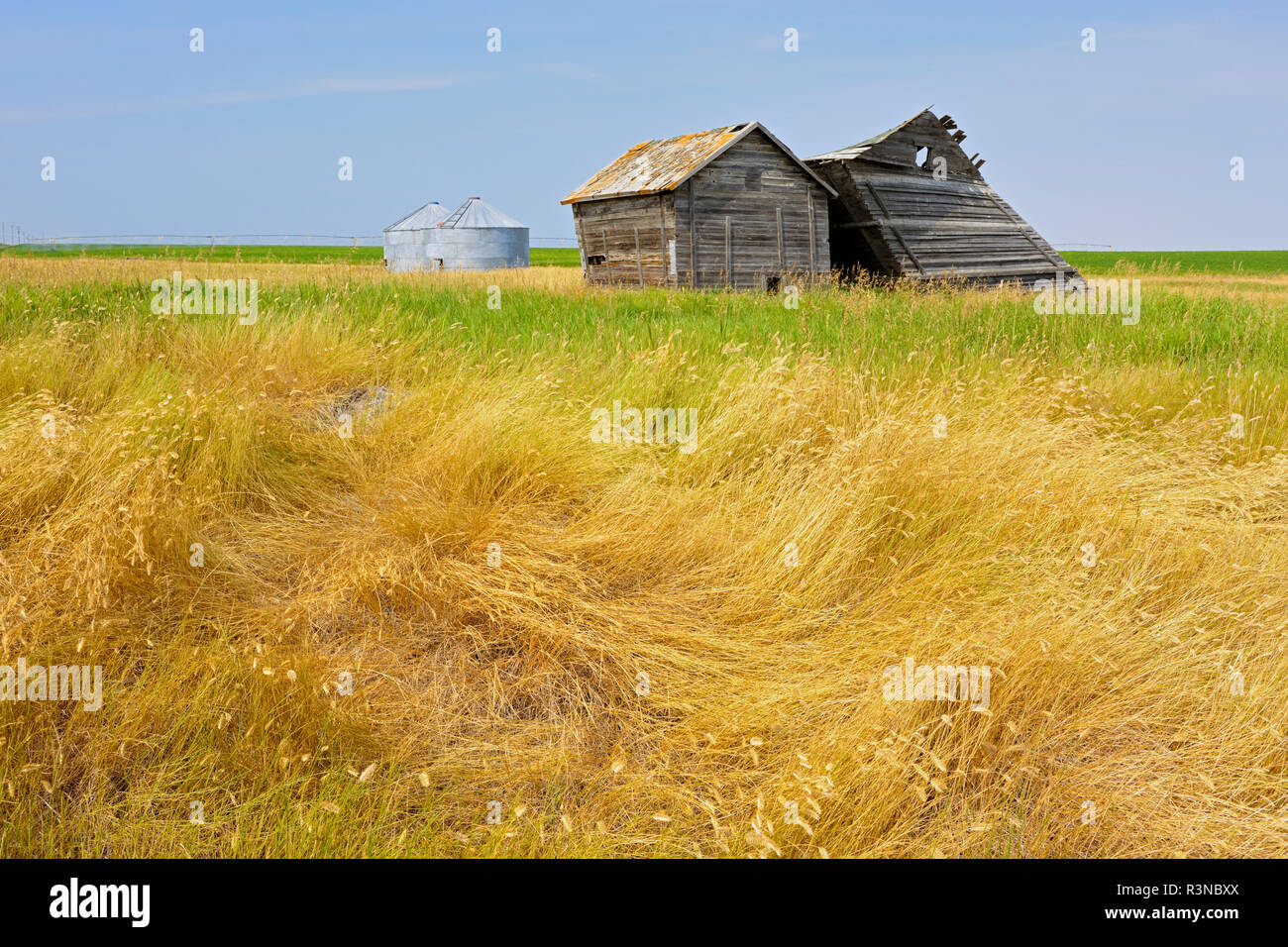 Canada, Alberta. Wooden granaries contrasted with new metal ones. Stock Photo