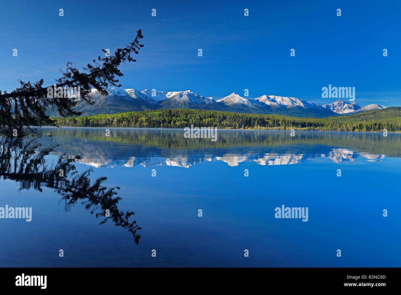 Canada, Alberta, Jasper National Park. Tree snag reflection in Pyramid Lake  Stock Photo - Alamy