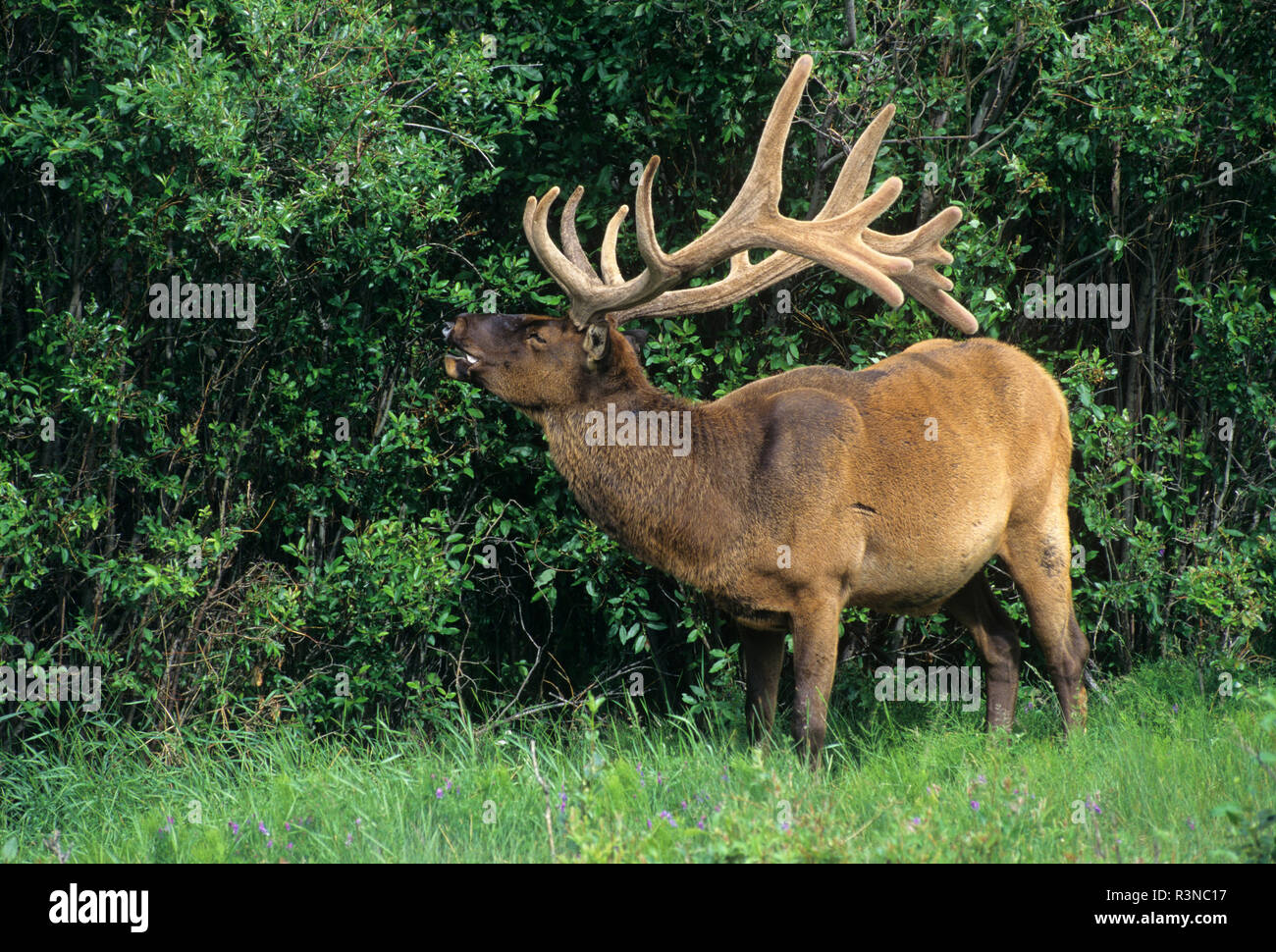 Canada, Alberta, Jasper National Park. Bull elk gnawing on bone. Stock Photo