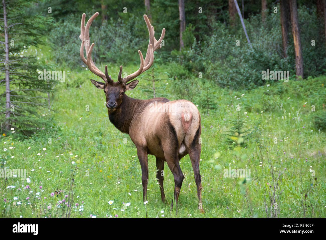 Elk, Banff National Park, Alberta, Canada Stock Photo Alamy