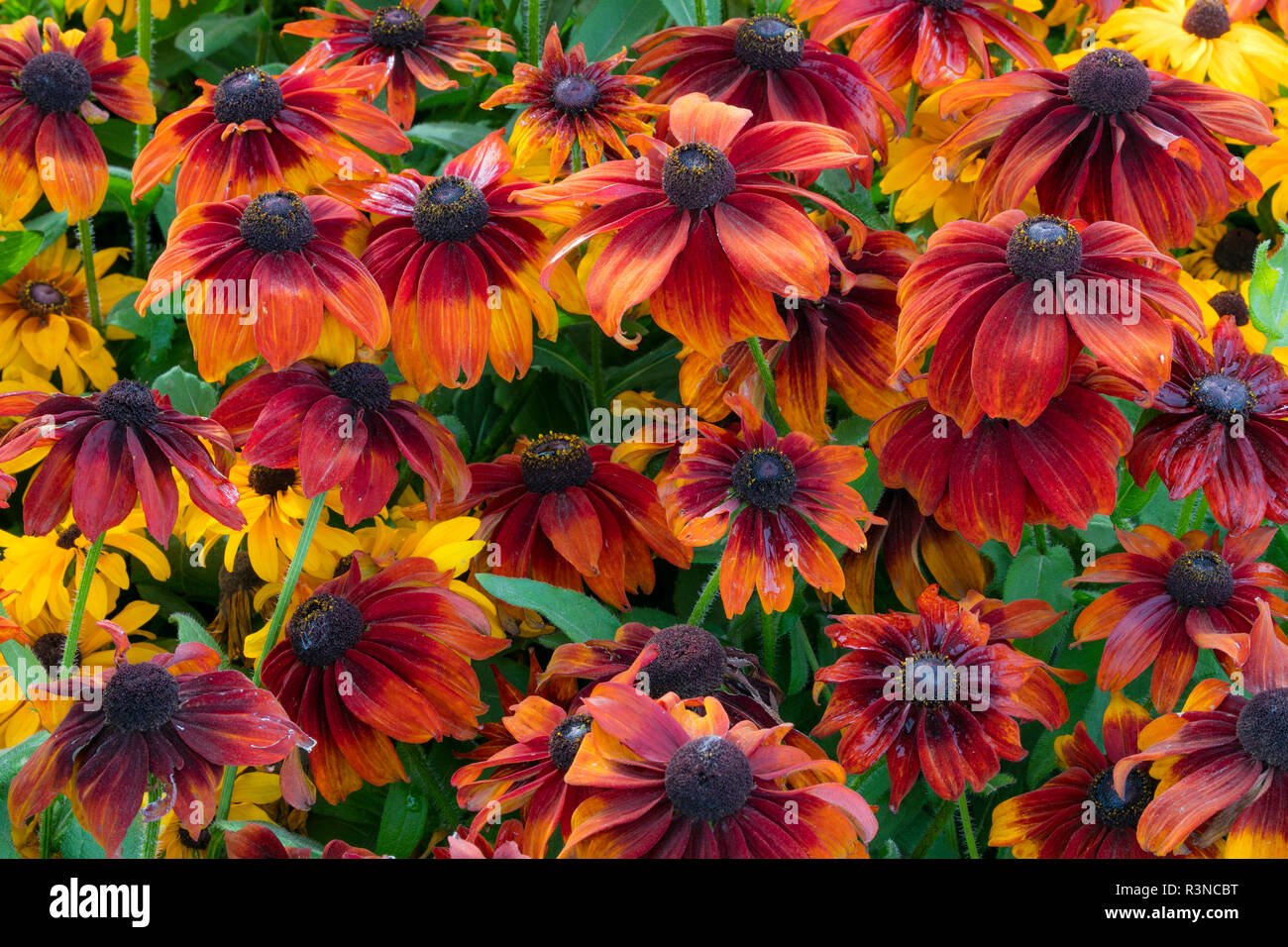 Canada, British Columbia, Chetwynd. Close-up of Rudbeckia flowers. Stock Photo