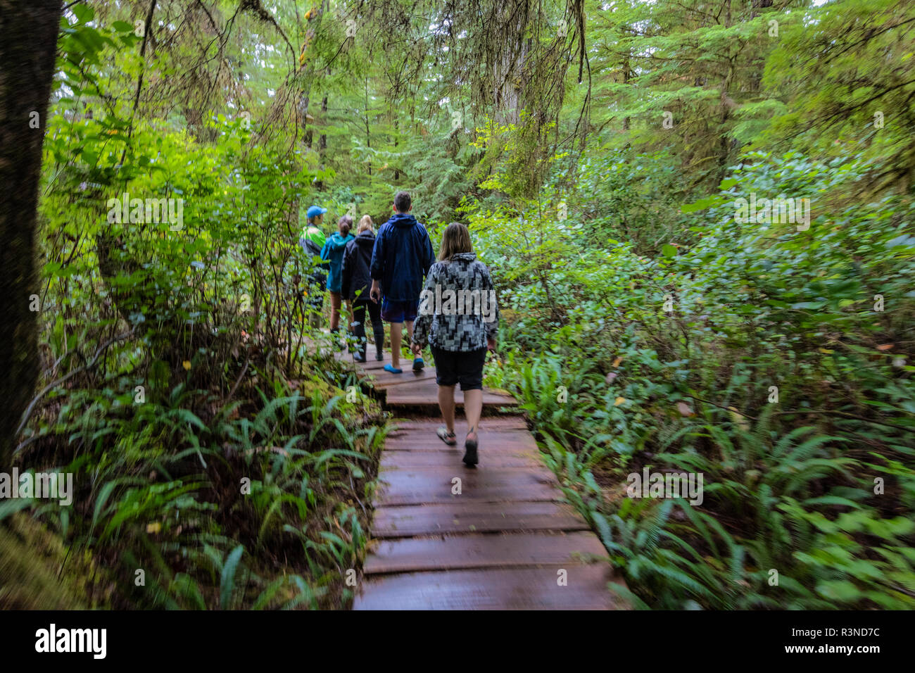 Hiking on cedar plank boardwalk through old growth cedar forest on Mearles Island near Tofino, British Columbia, Canada (MR) Stock Photo