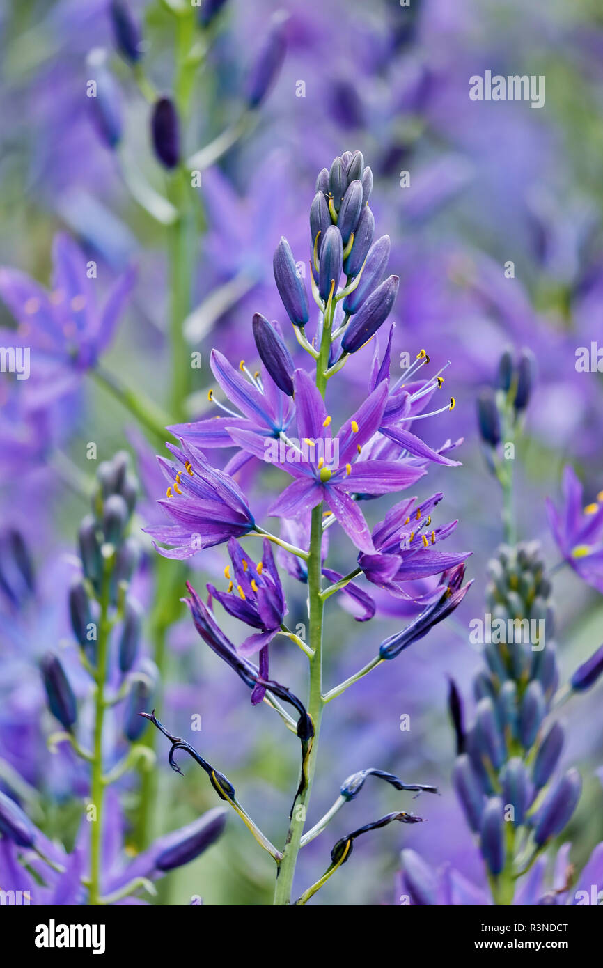 Camas close-up in field, Fort Rodd Hill, Victoria, British Columbia, Canada Stock Photo