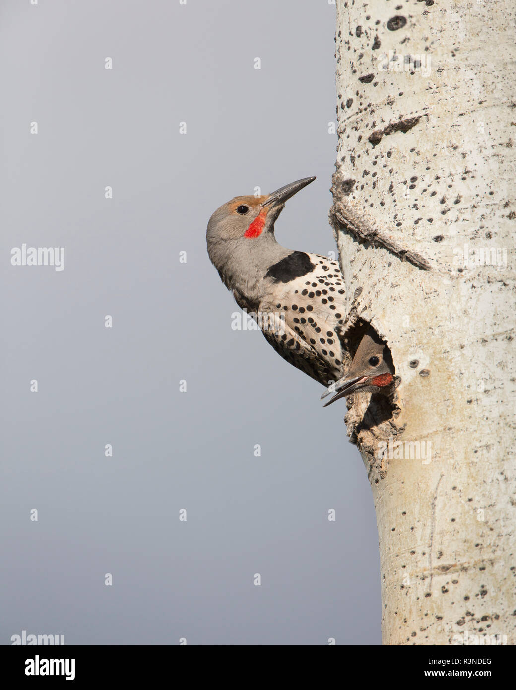 Canada, British Columbia. Adult male Northern Flicker (Colaptes auratus) at nest hole with male chick. Stock Photo