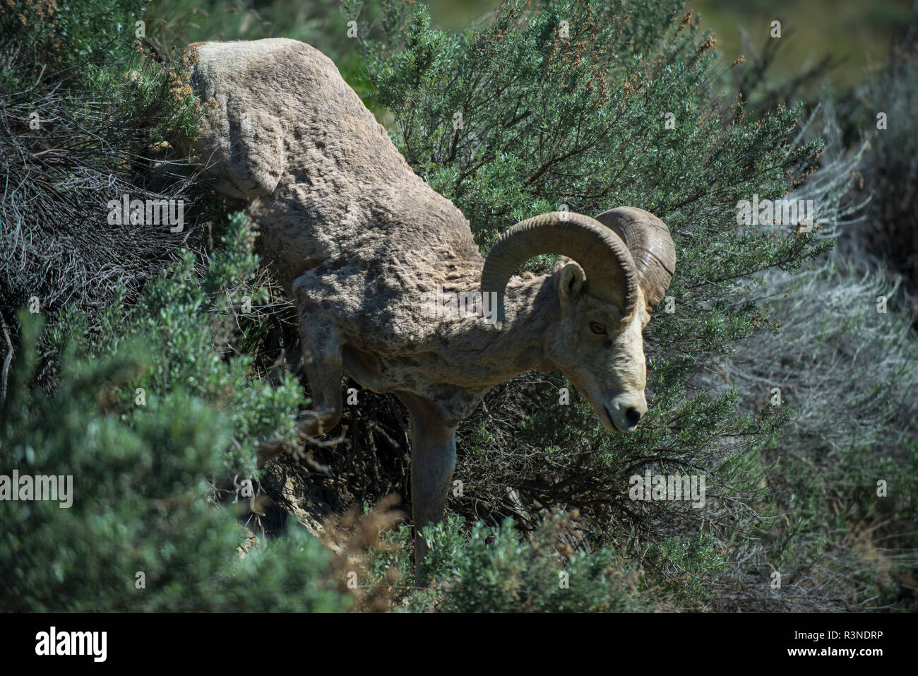 Rocky Mountain Bighorn young ram. Stock Photo