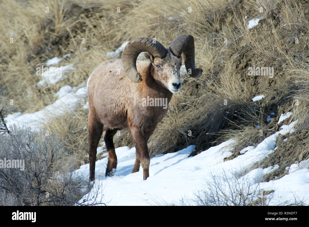 Rocky Mountain Bighorn Sheep ram Stock Photo - Alamy