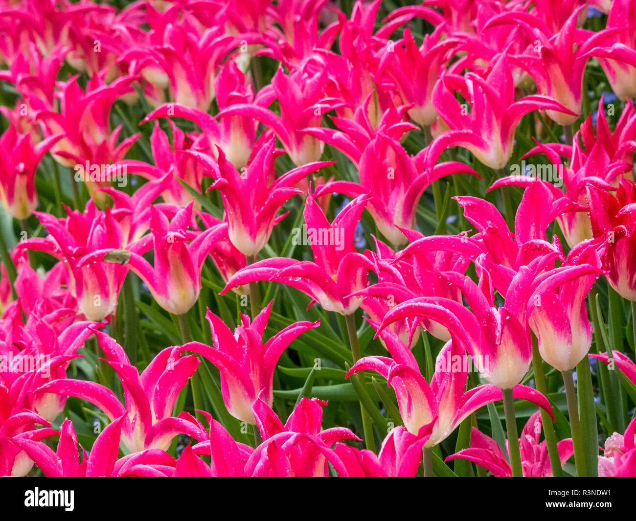 Tulips in mass planting Stock Photo Alamy