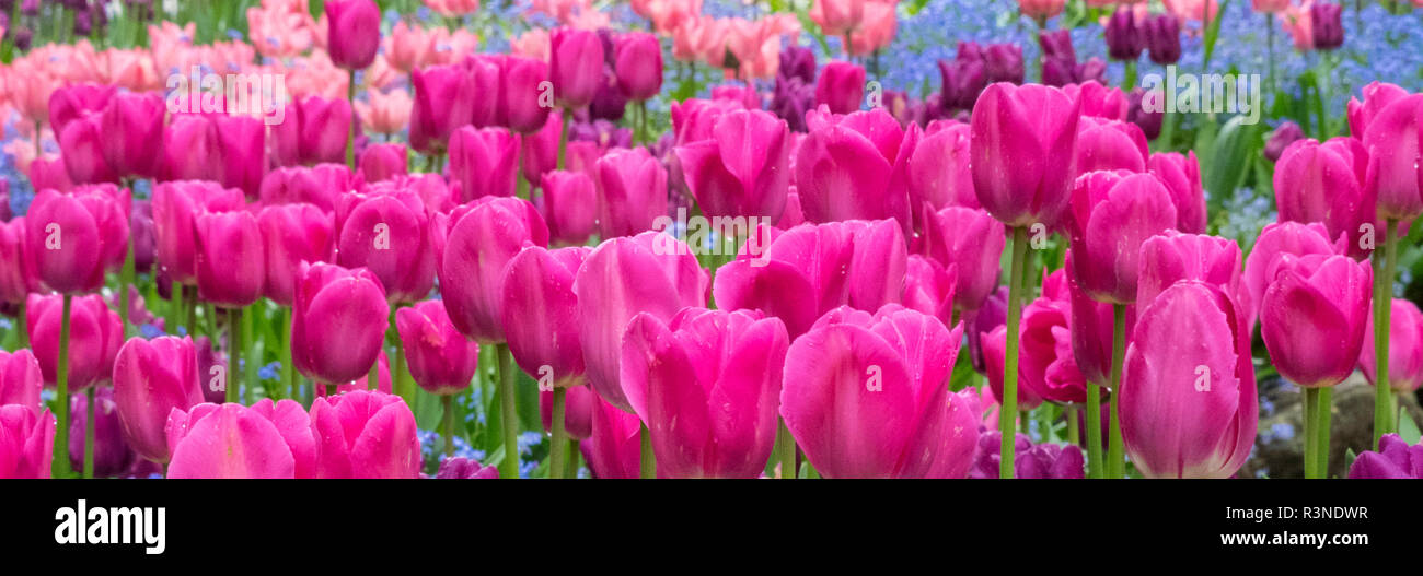 Tulips in mass planting Stock Photo